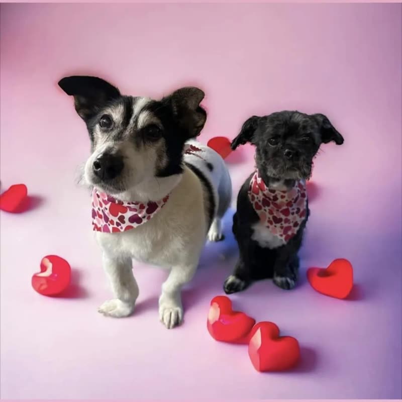 Two freshly groomed dogs in matching heart-print bandanas on a pink studio backdrop