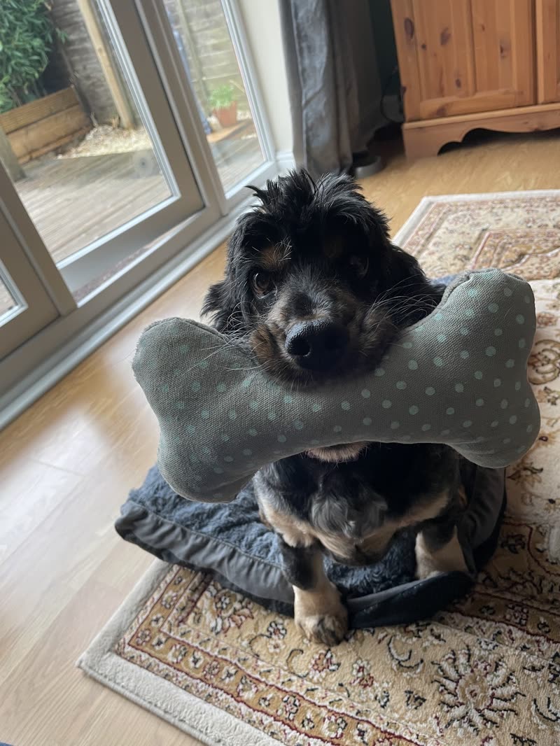 A small dark dog resting at home in a recovery cushion collar