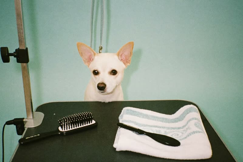 Grooming tools laid out beside a waiting dog
