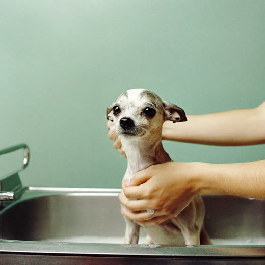 A dog being bathed at the grooming tub