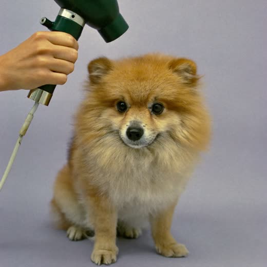 A dog being blow-dried after its bath