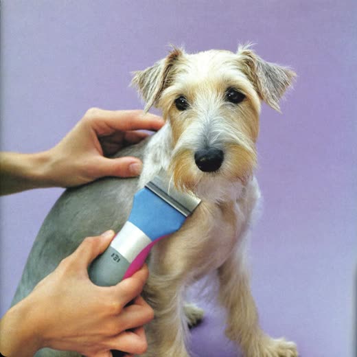 A dog having its coat clipped